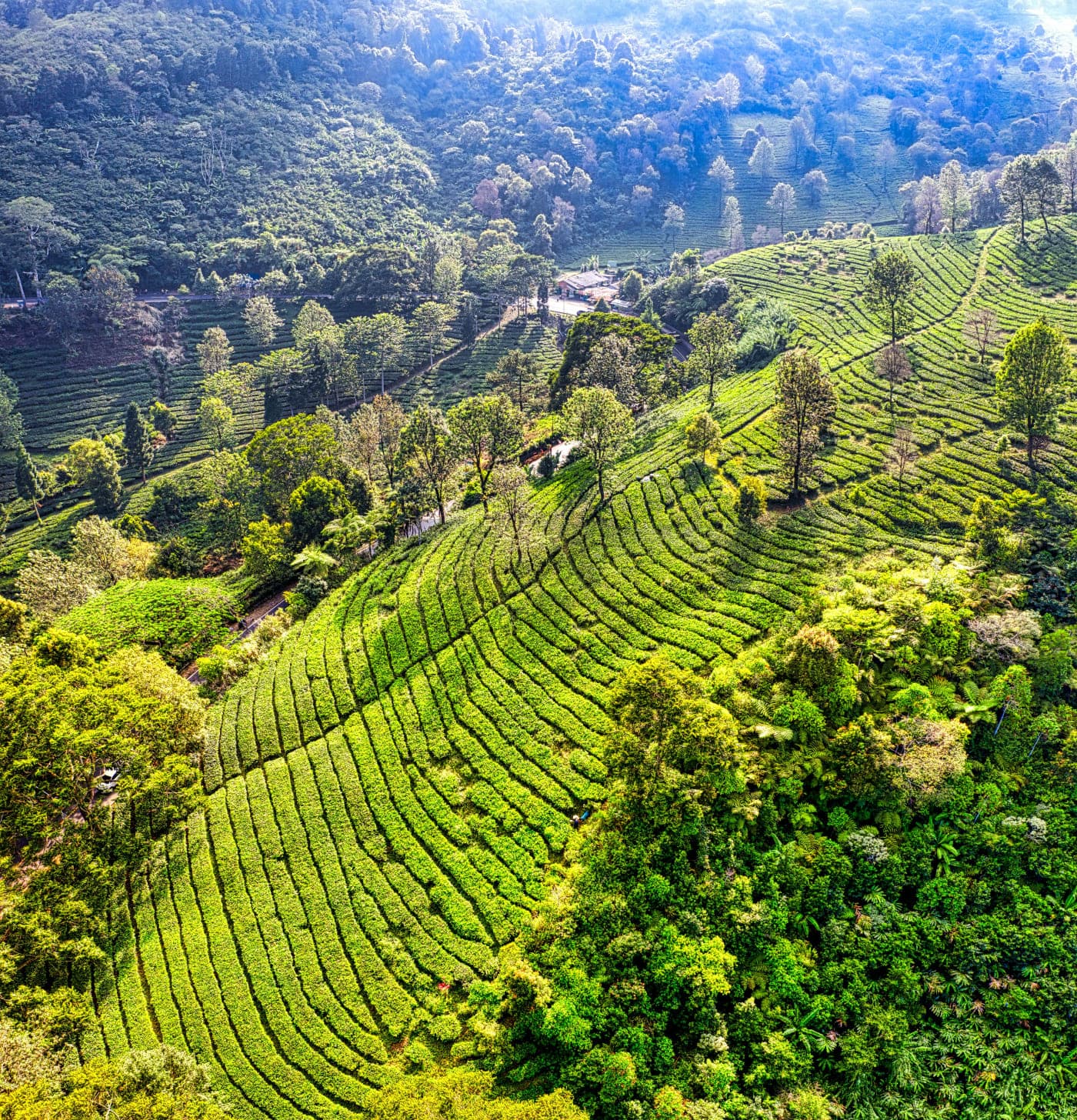 Darjeeling food guide