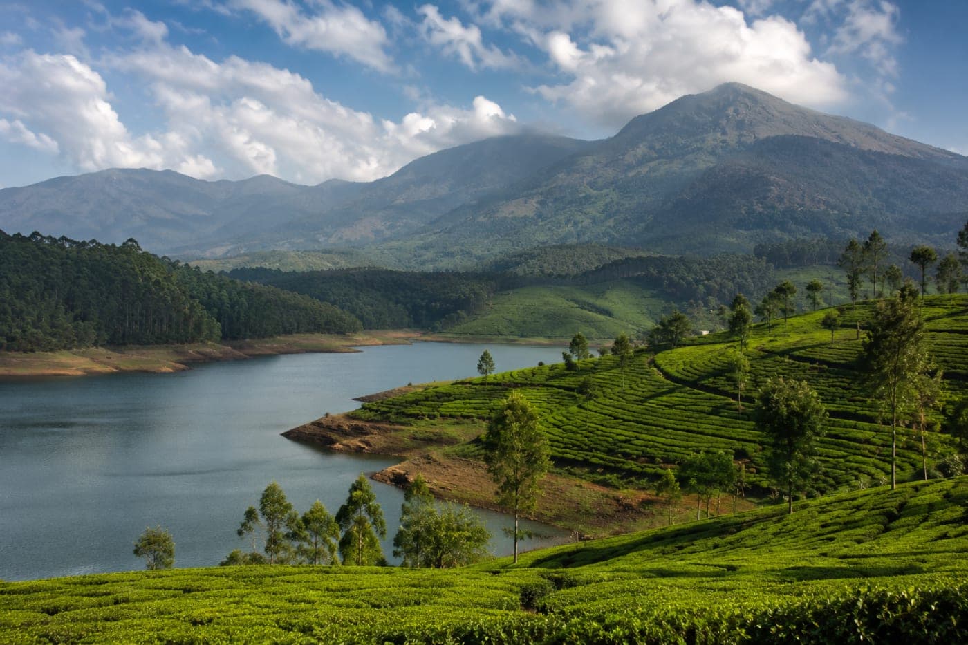 Munnar food guide