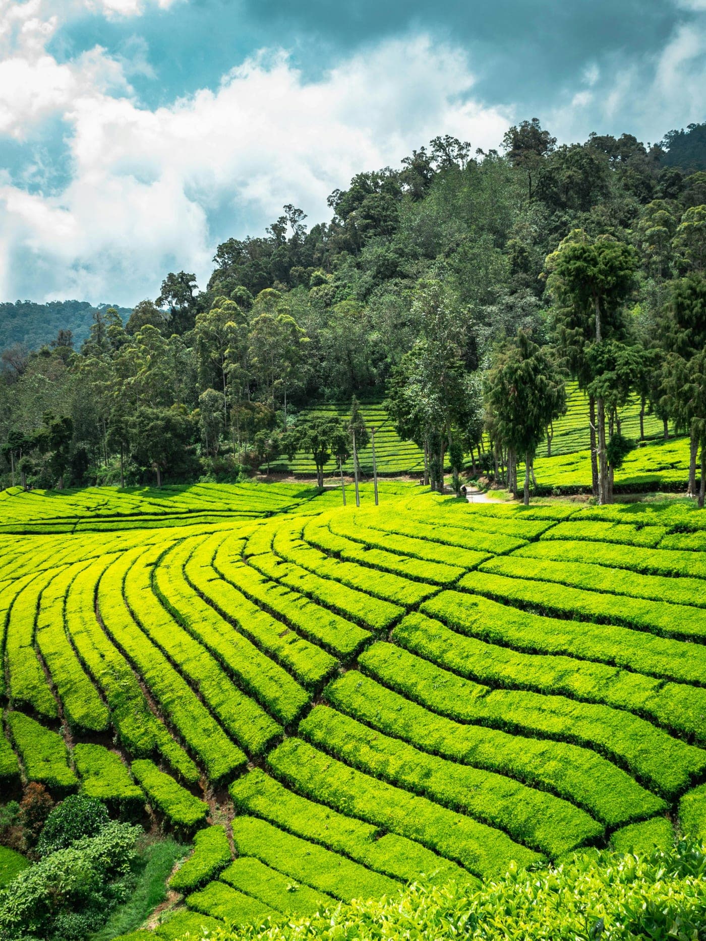 Ooty food guide